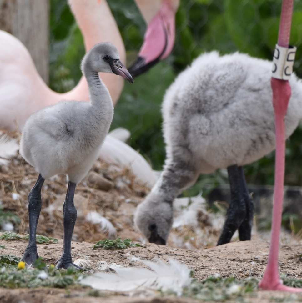 Fluffy flamingo chicks hatch at Martin Mere